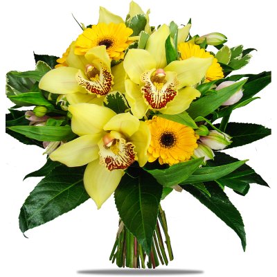 Jemná Orchidej Jemná Orchidej